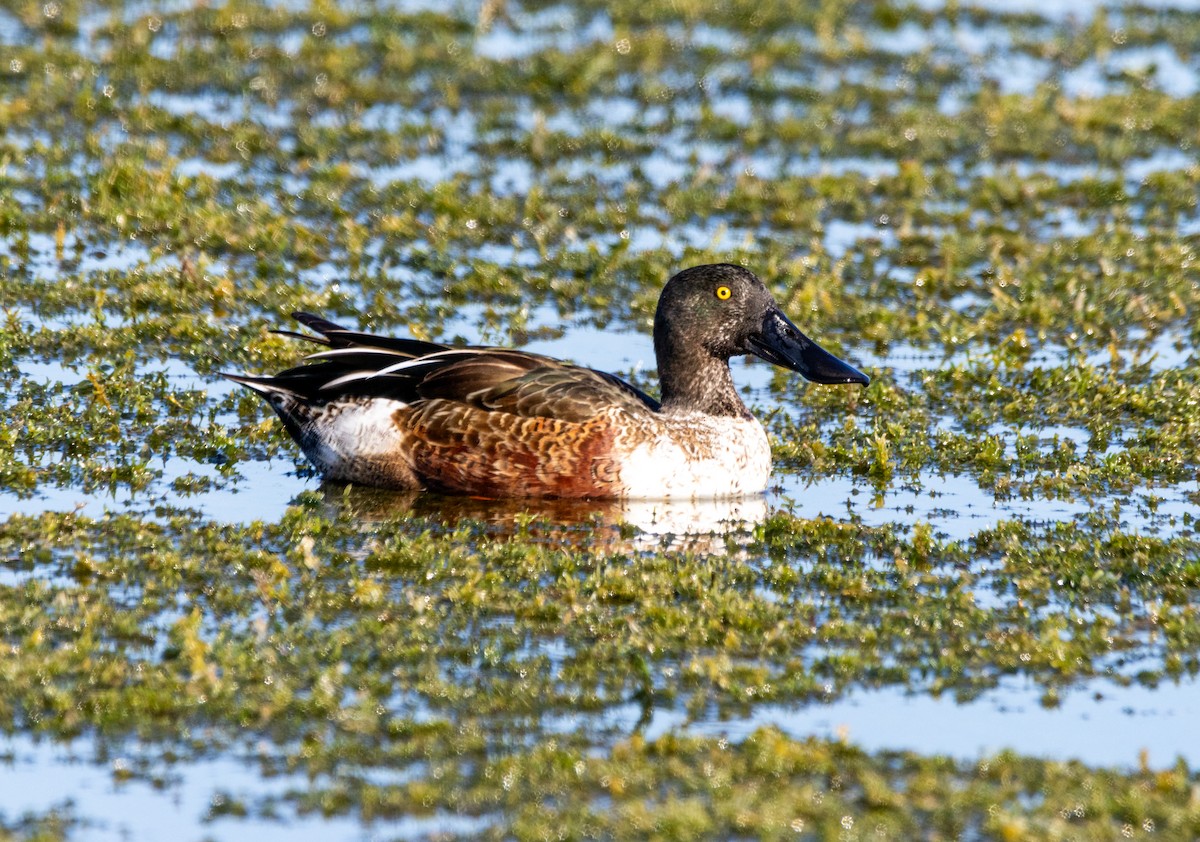 Northern Shoveler - ML645672306