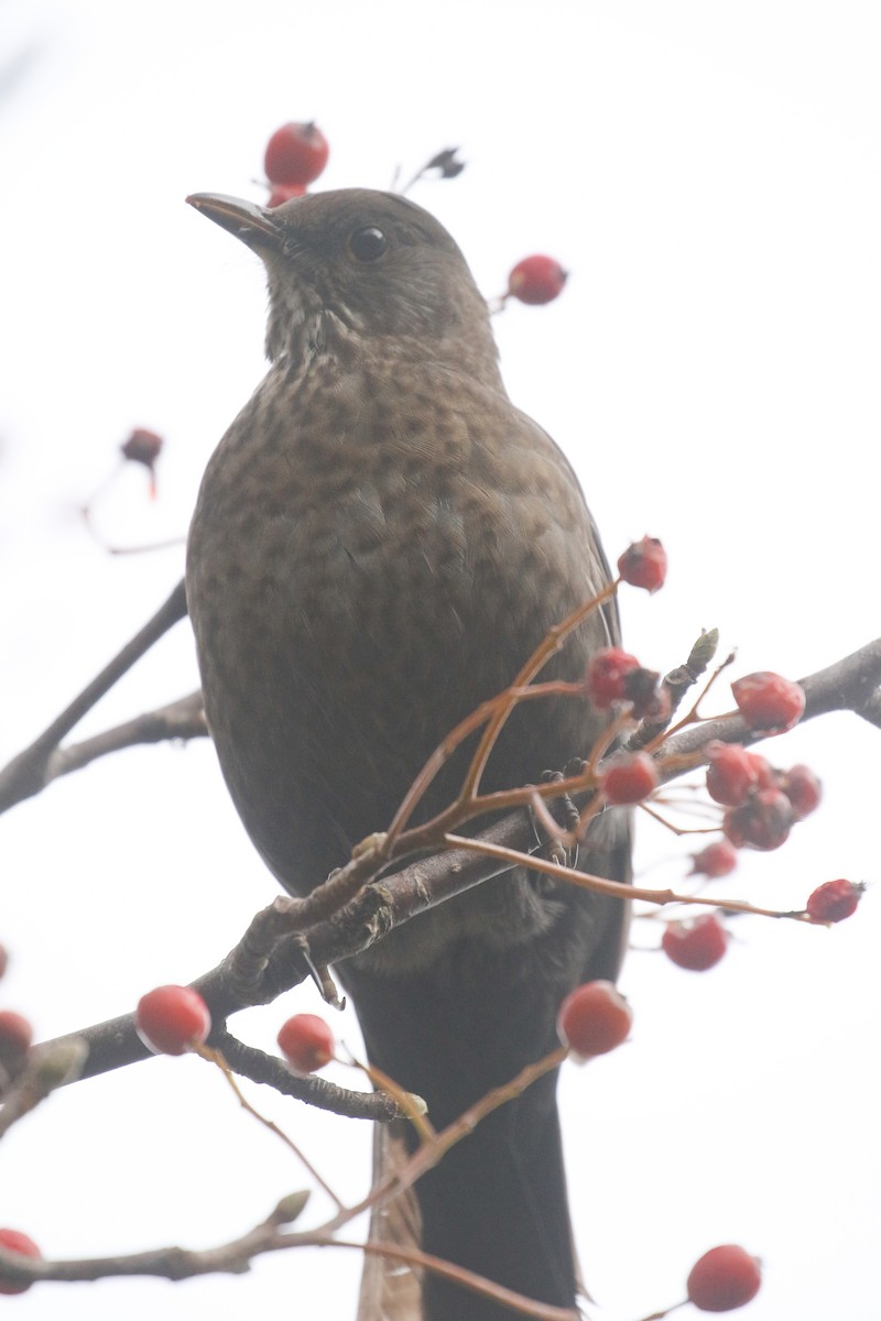 Eurasian Blackbird - ML645672307
