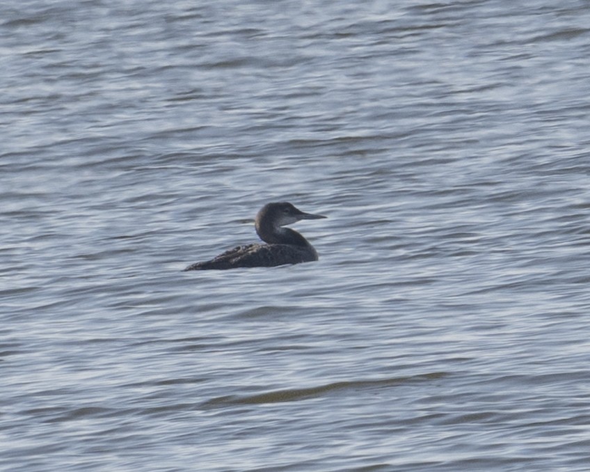 Common Loon - ML645672310