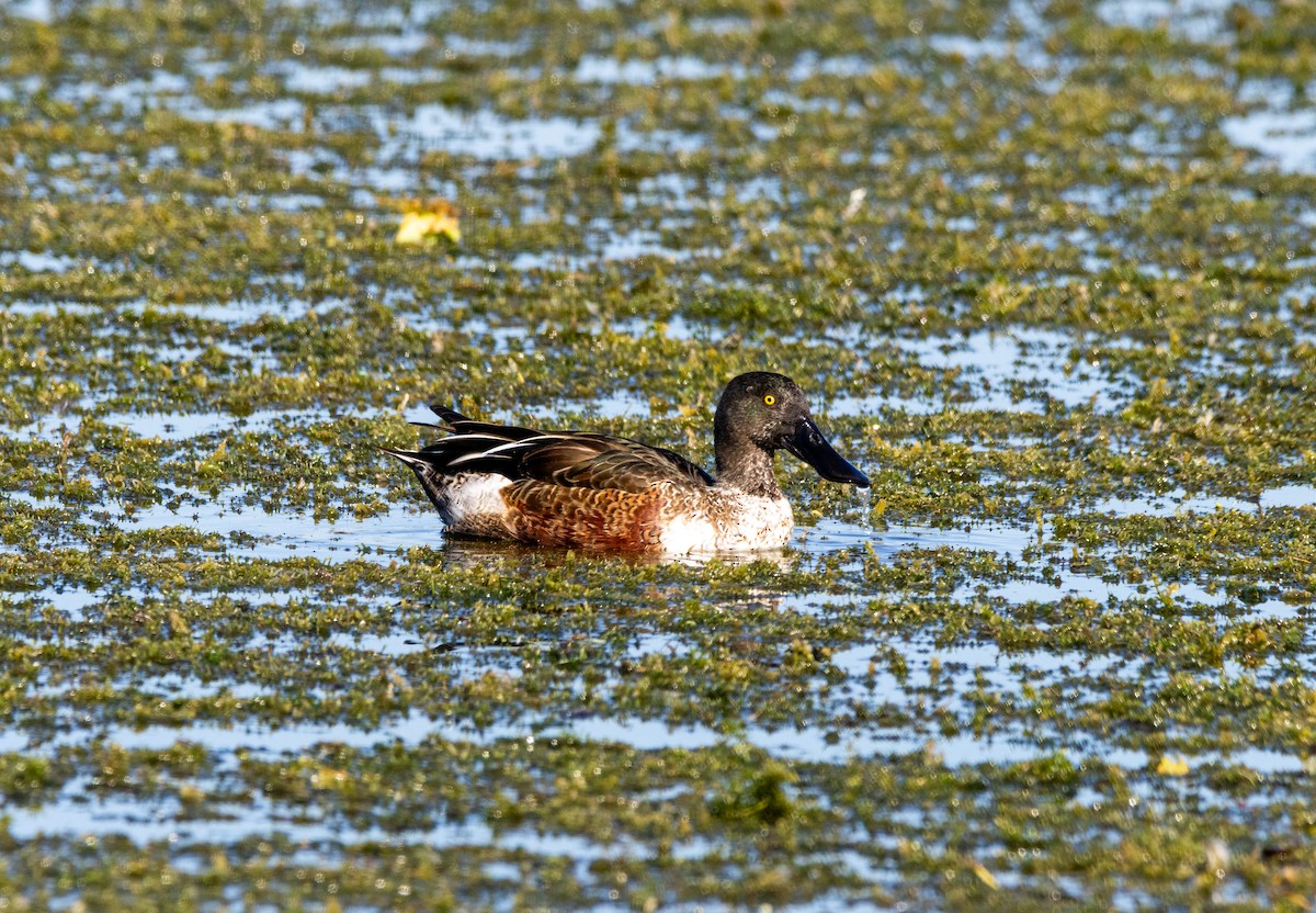 Northern Shoveler - ML645672312