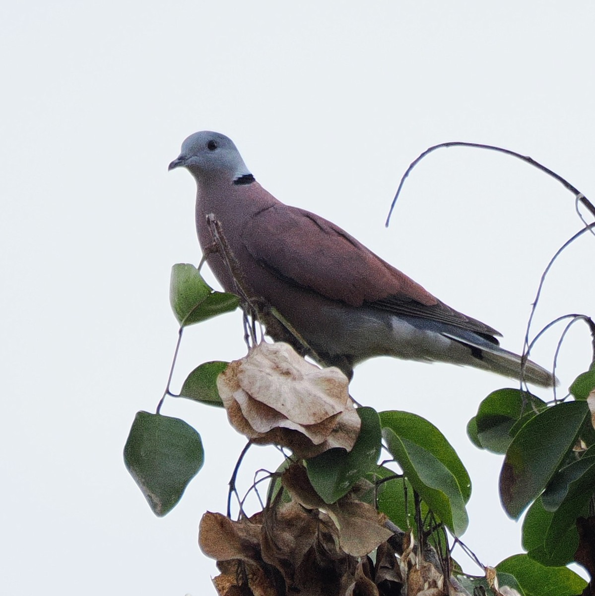 Red Collared-Dove - ML645672313