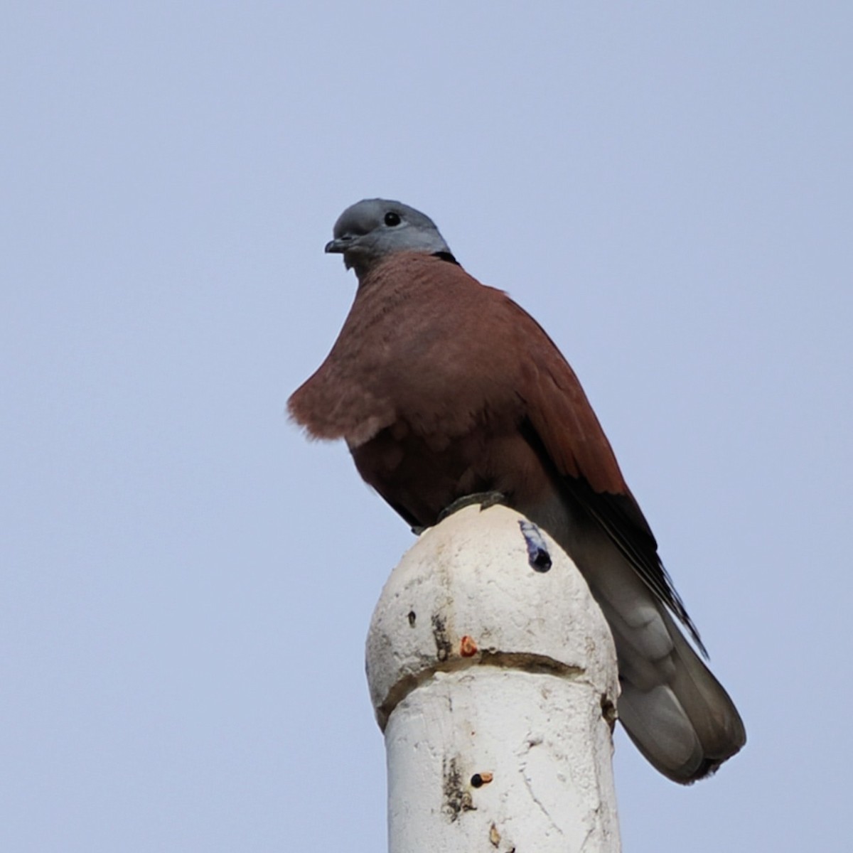 Red Collared-Dove - ML645672314
