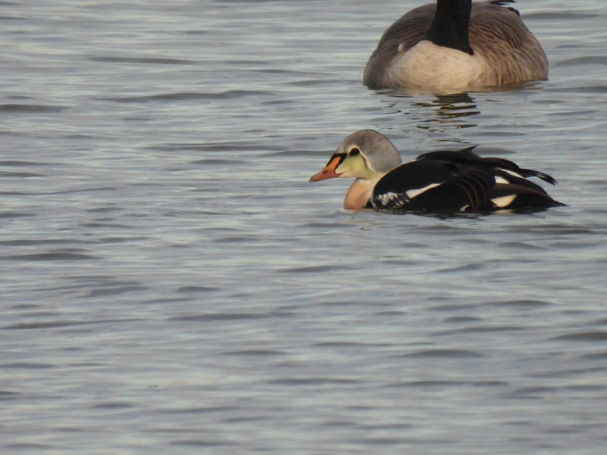 King Eider - ML645672317