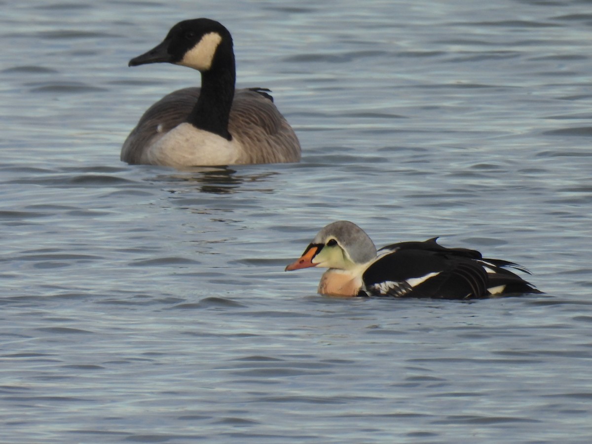 King Eider - ML645672318