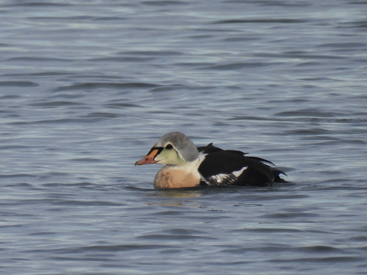 King Eider - ML645672319
