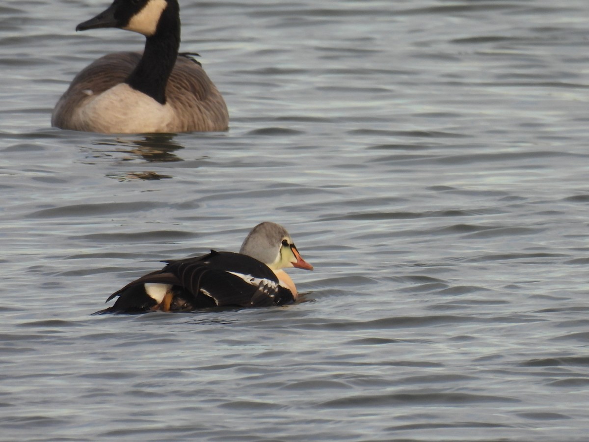 King Eider - ML645672322