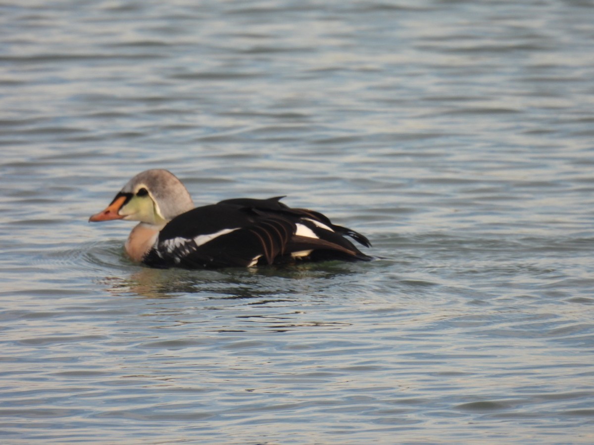 King Eider - ML645672327