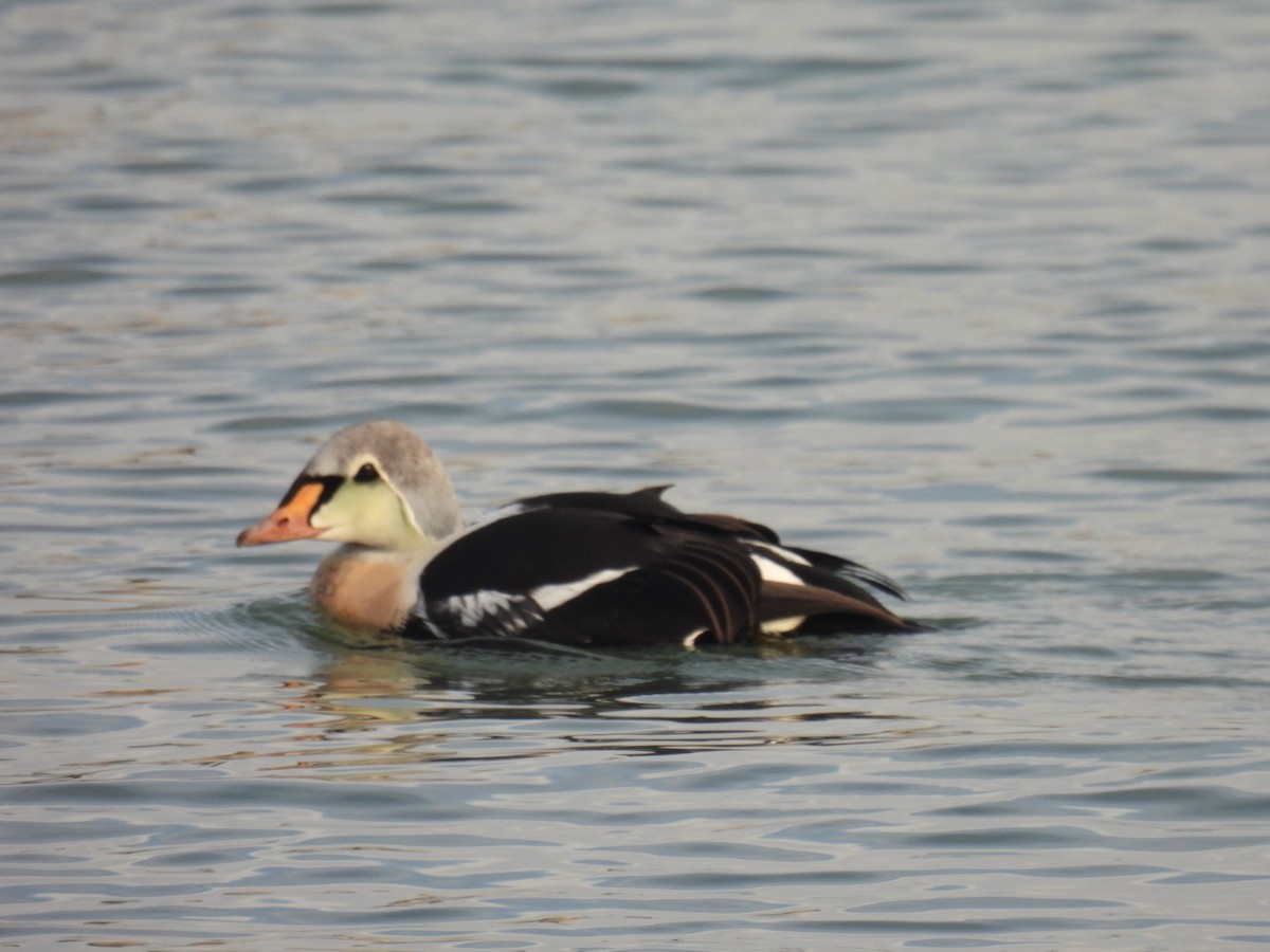 King Eider - ML645672328