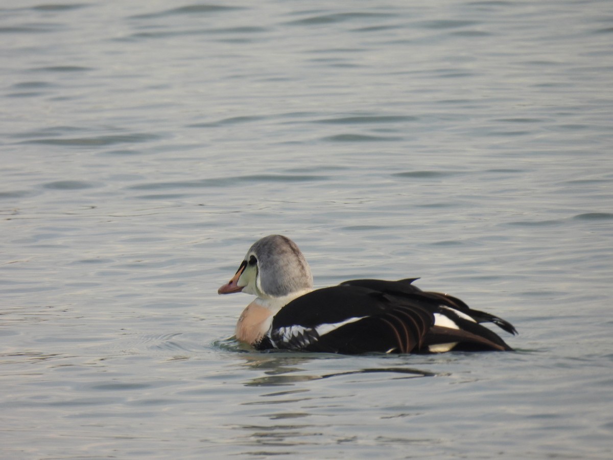 King Eider - ML645672329