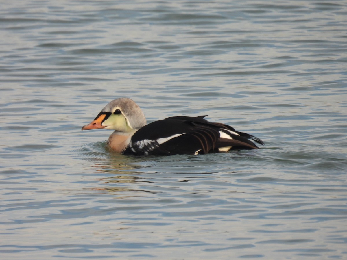 King Eider - ML645672330