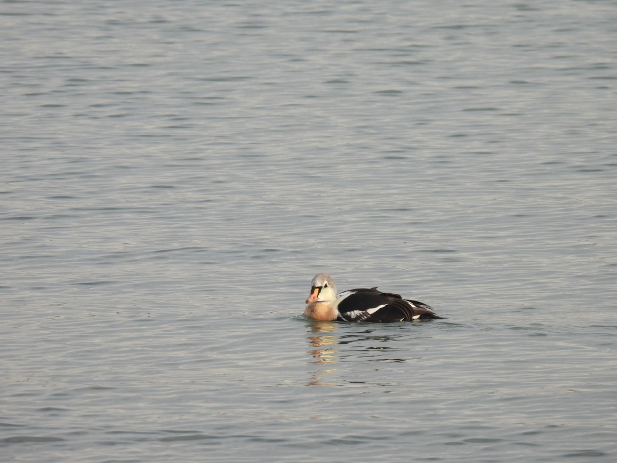 King Eider - ML645672331