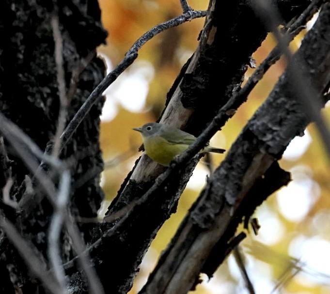 ズアカアメリカムシクイ - ML645672334