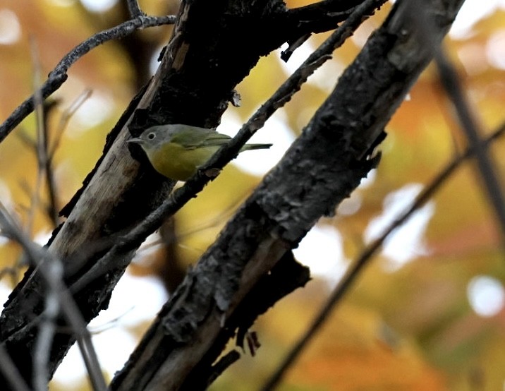 ズアカアメリカムシクイ - ML645672335