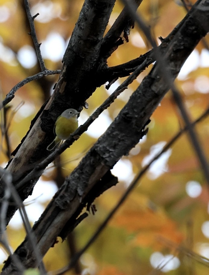 ズアカアメリカムシクイ - ML645672336