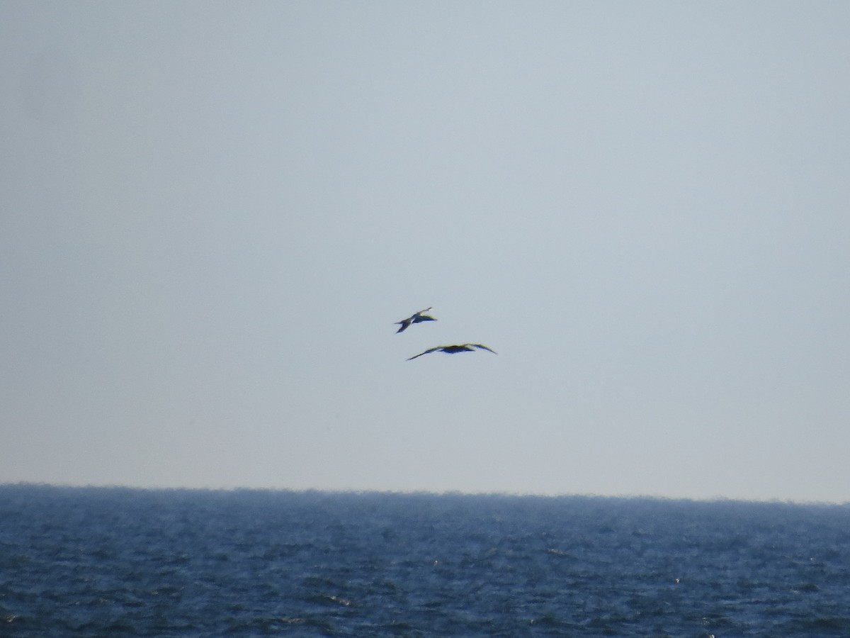 סולה מצויה - ML645672339