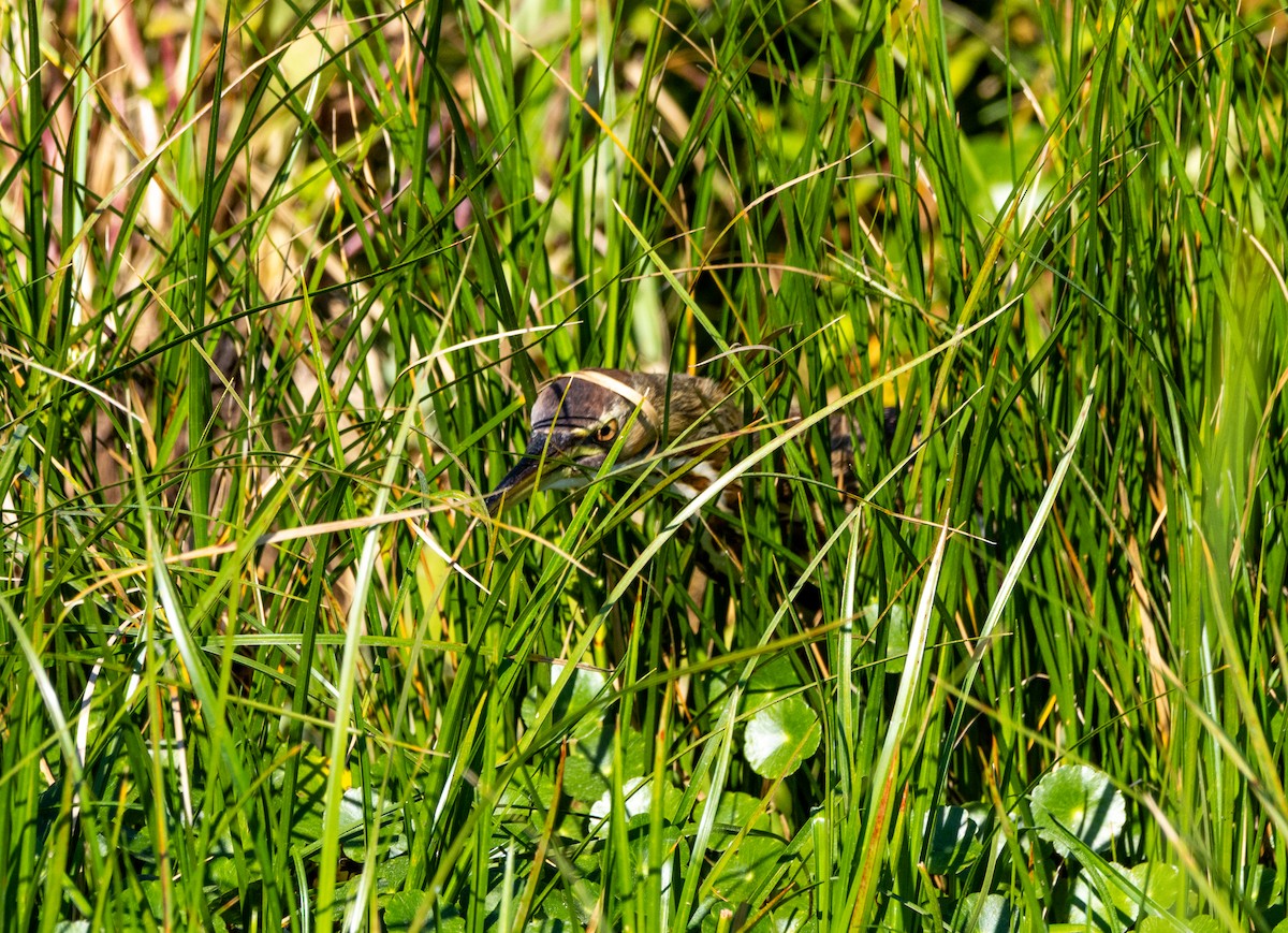 amerikarørdrum - ML645672341