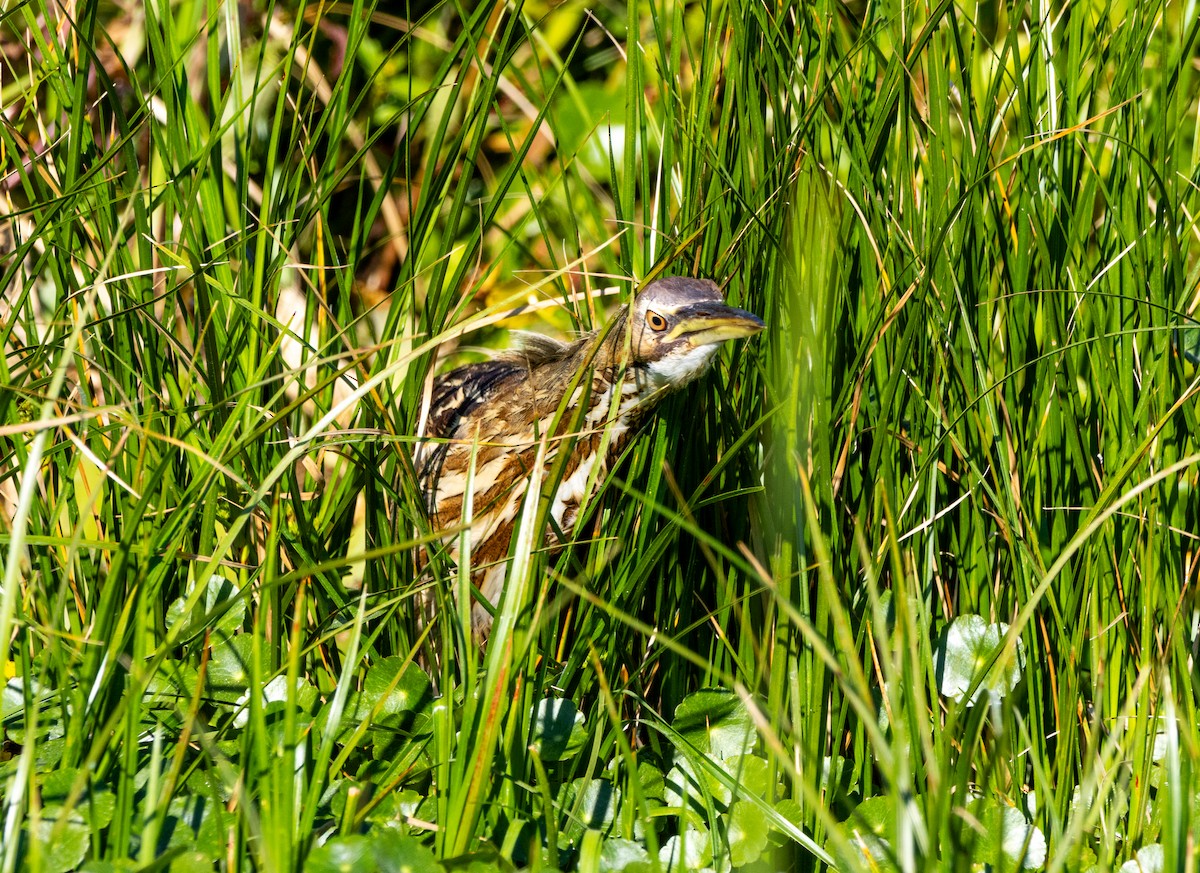 amerikarørdrum - ML645672342