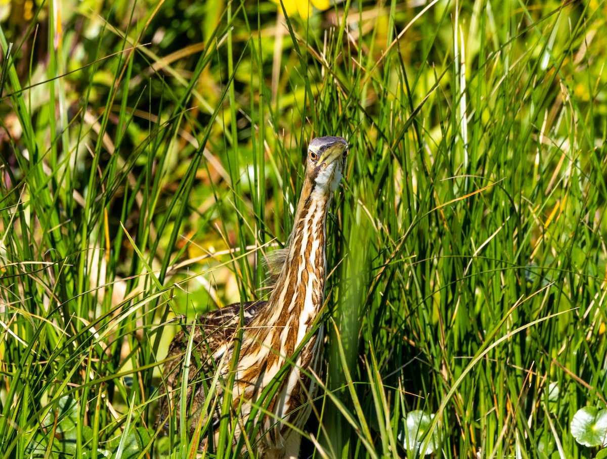 amerikarørdrum - ML645672343