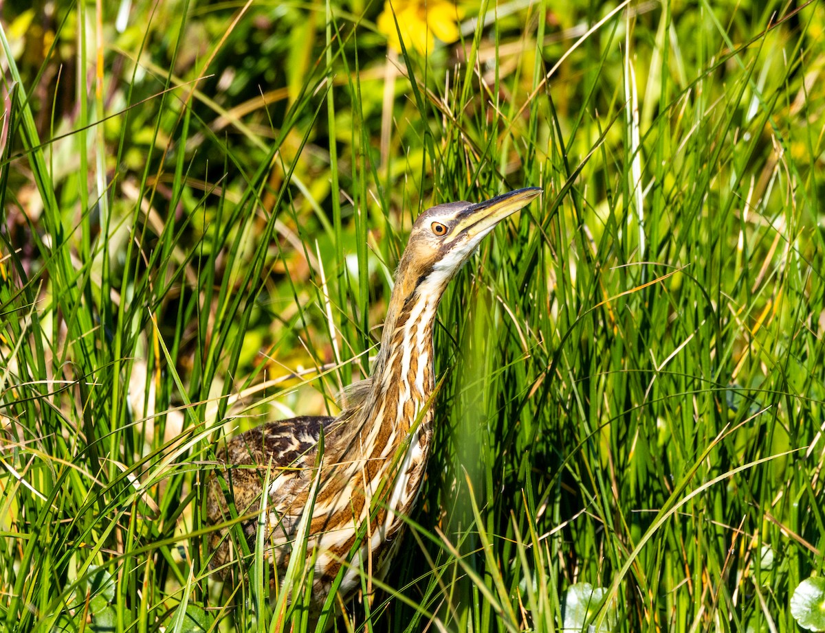 amerikarørdrum - ML645672344