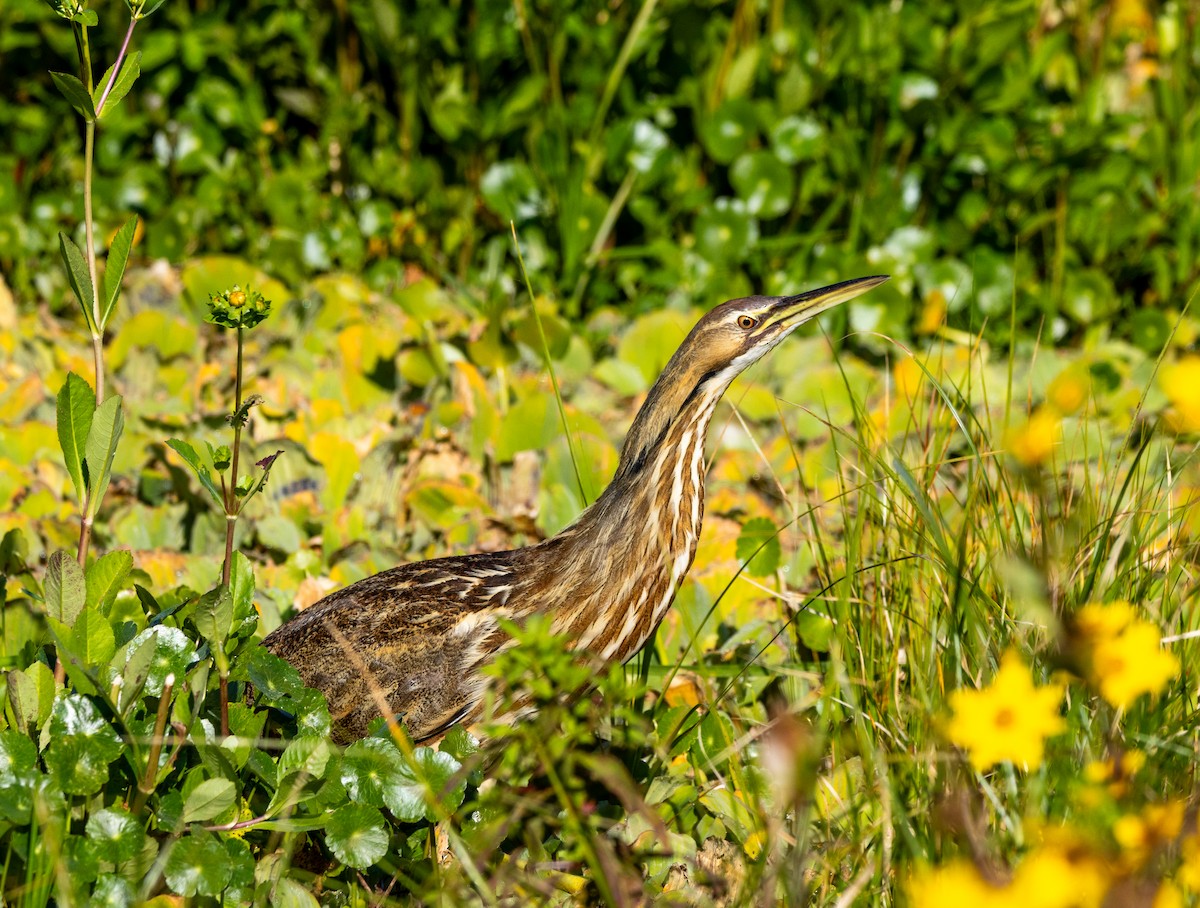 amerikarørdrum - ML645672345