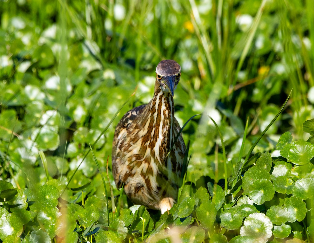 amerikarørdrum - ML645672346