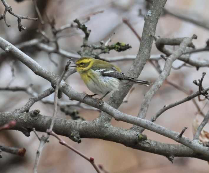 タウンゼンドアメリカムシクイ - ML645672347