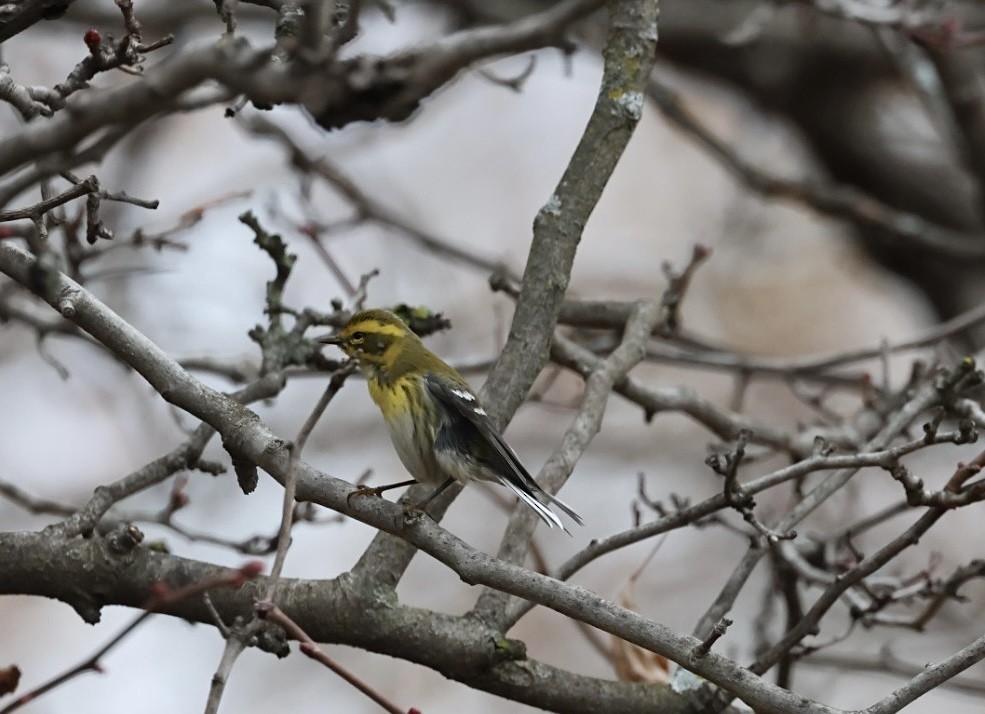 タウンゼンドアメリカムシクイ - ML645672348