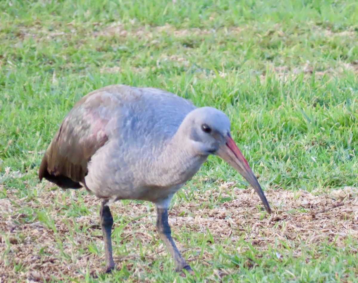 Hadada Ibis - ML645672349