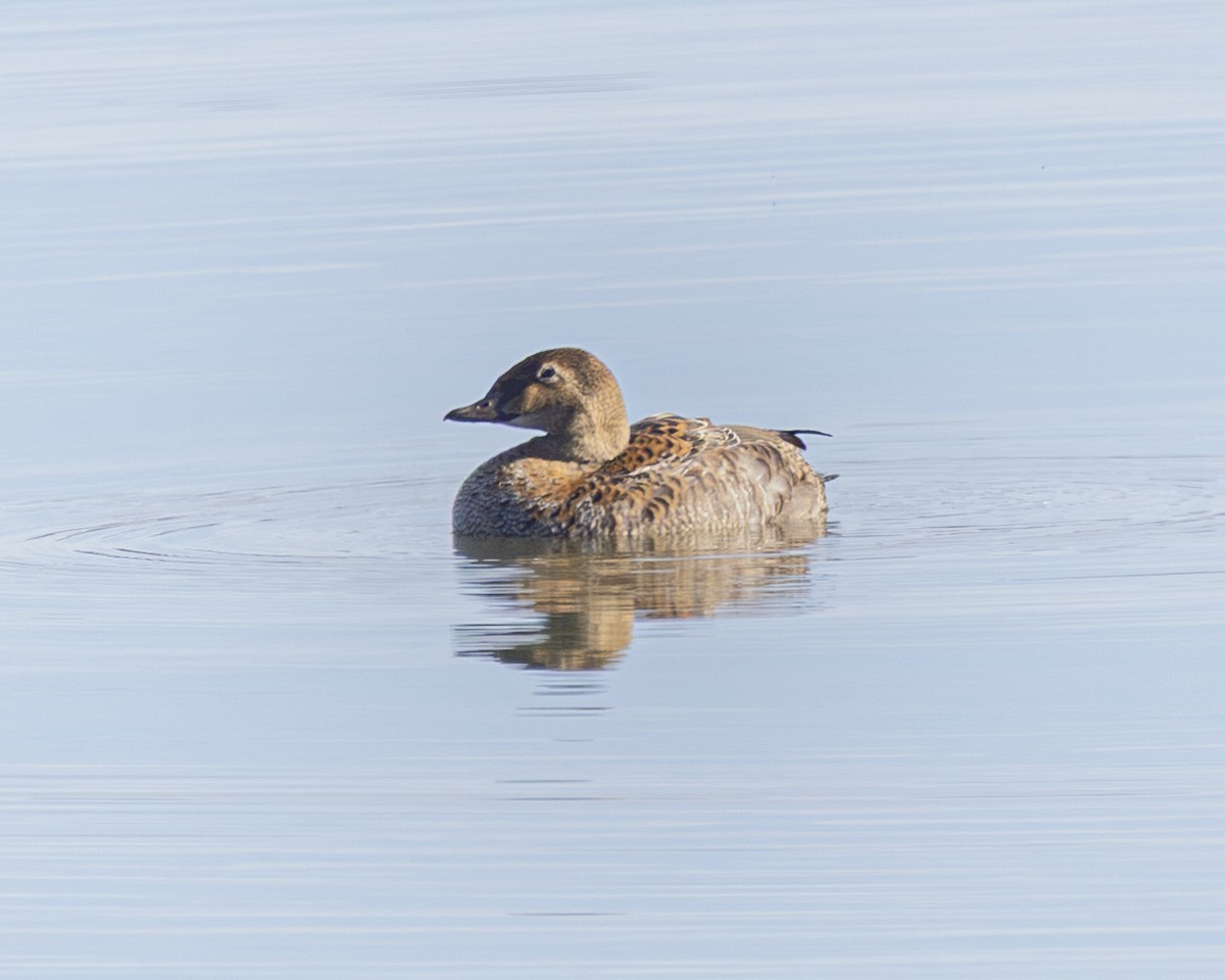 King Eider - ML645672354
