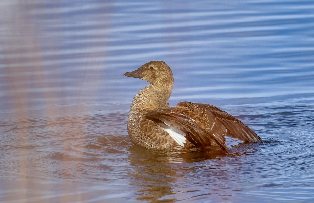King Eider - ML645672355