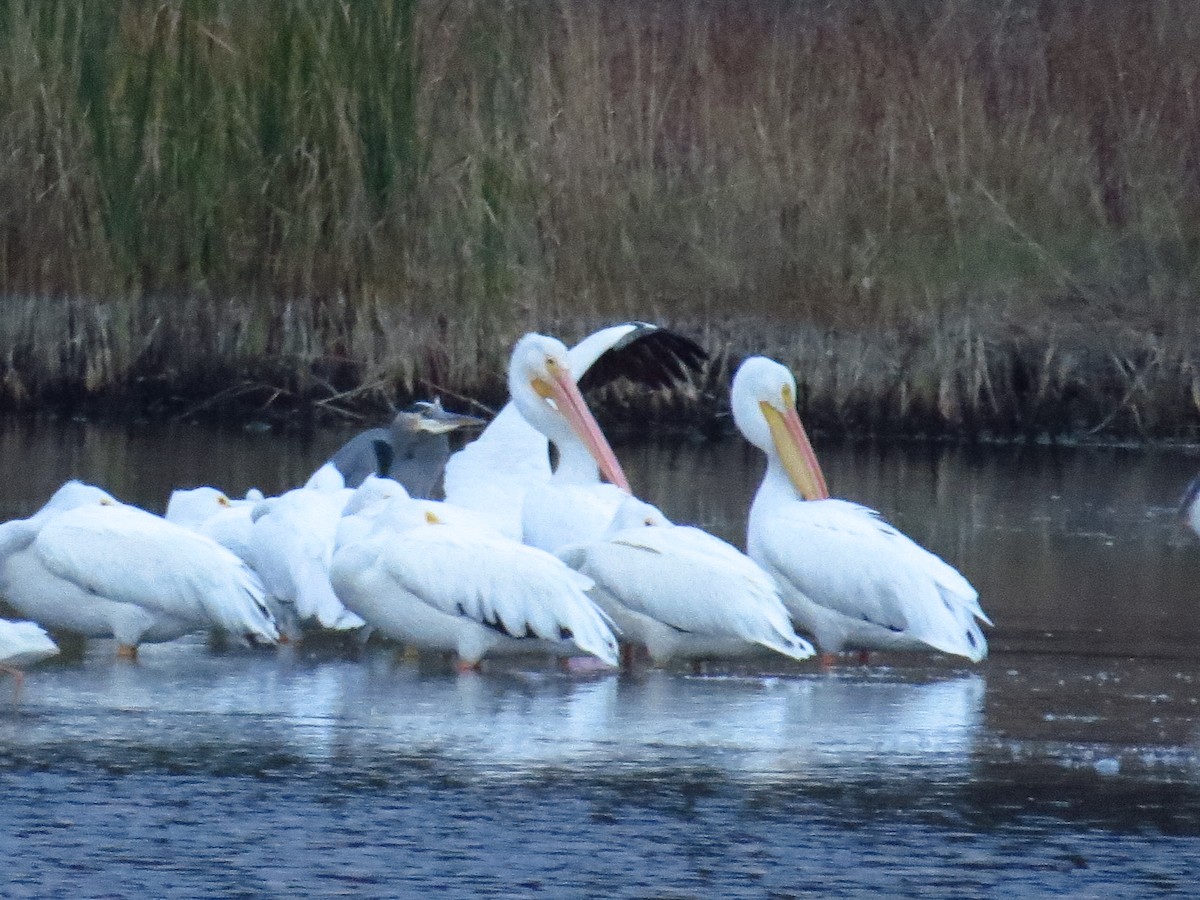 American White Pelican - ML645672356