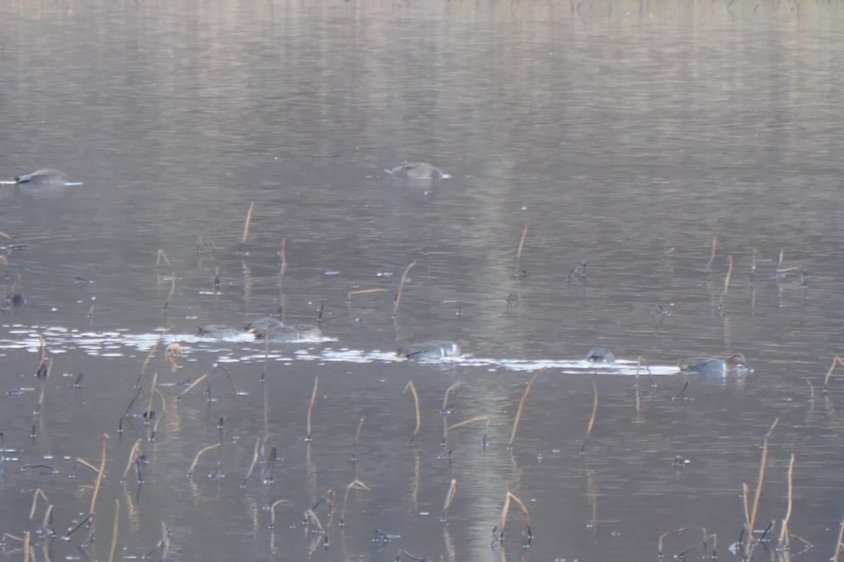 Green-winged Teal - ML645672364