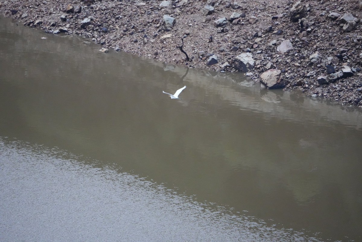 Great Egret - ML645672365