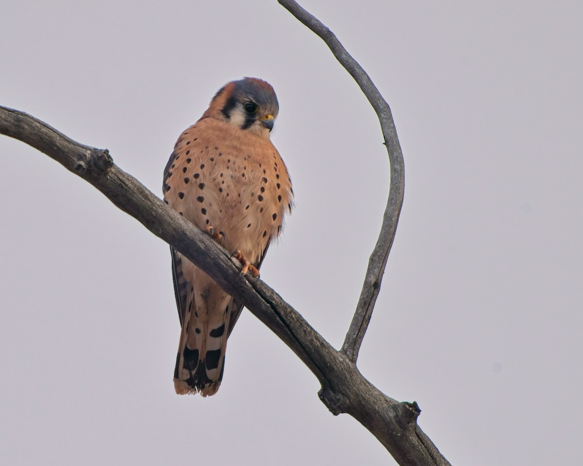 poštolka pestrá - ML645672367