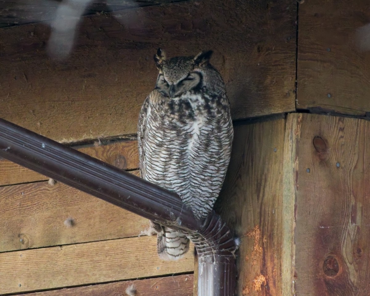 výr virginský - ML645672371