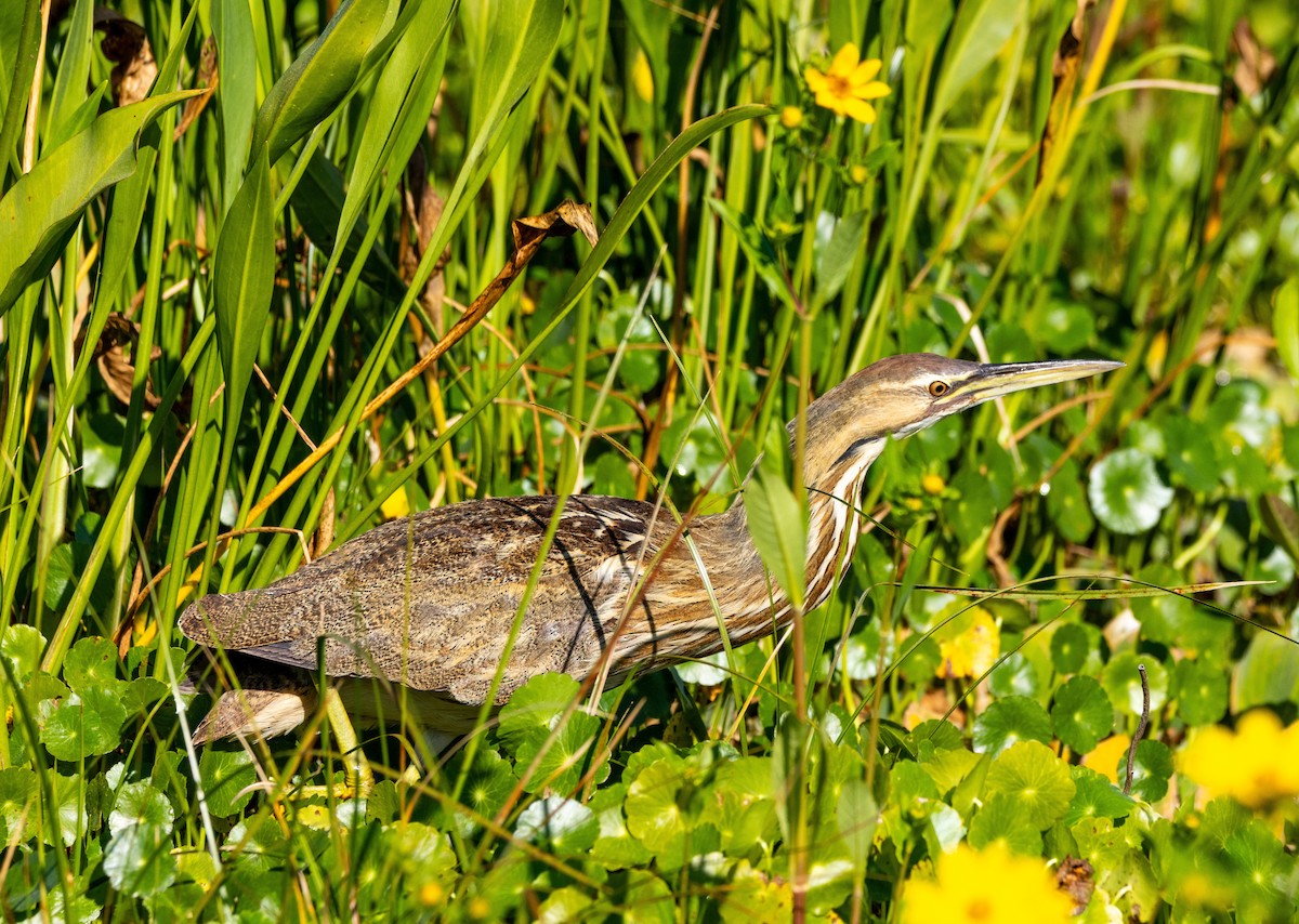 amerikarørdrum - ML645672372