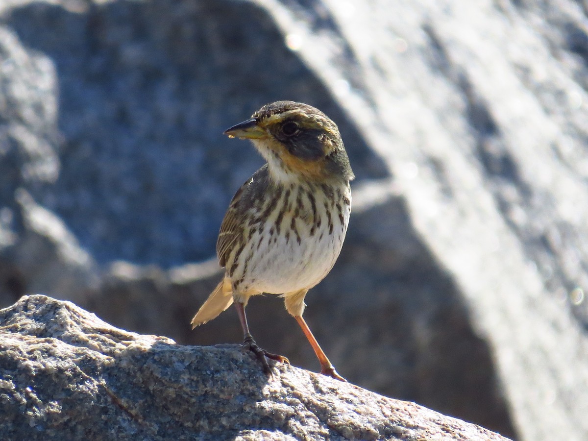 Saltmarsh Sparrow - ML645672376