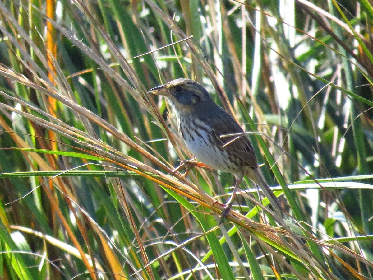 Saltmarsh Sparrow - ML645672377