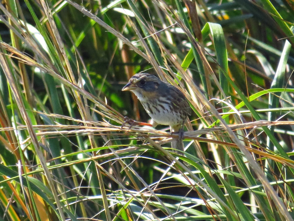 Saltmarsh Sparrow - ML645672378