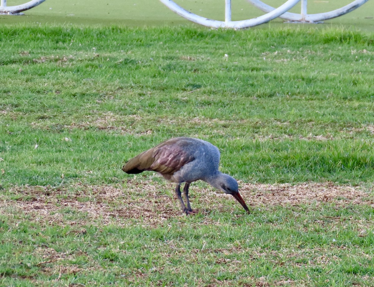 Hadada Ibis - ML645672380