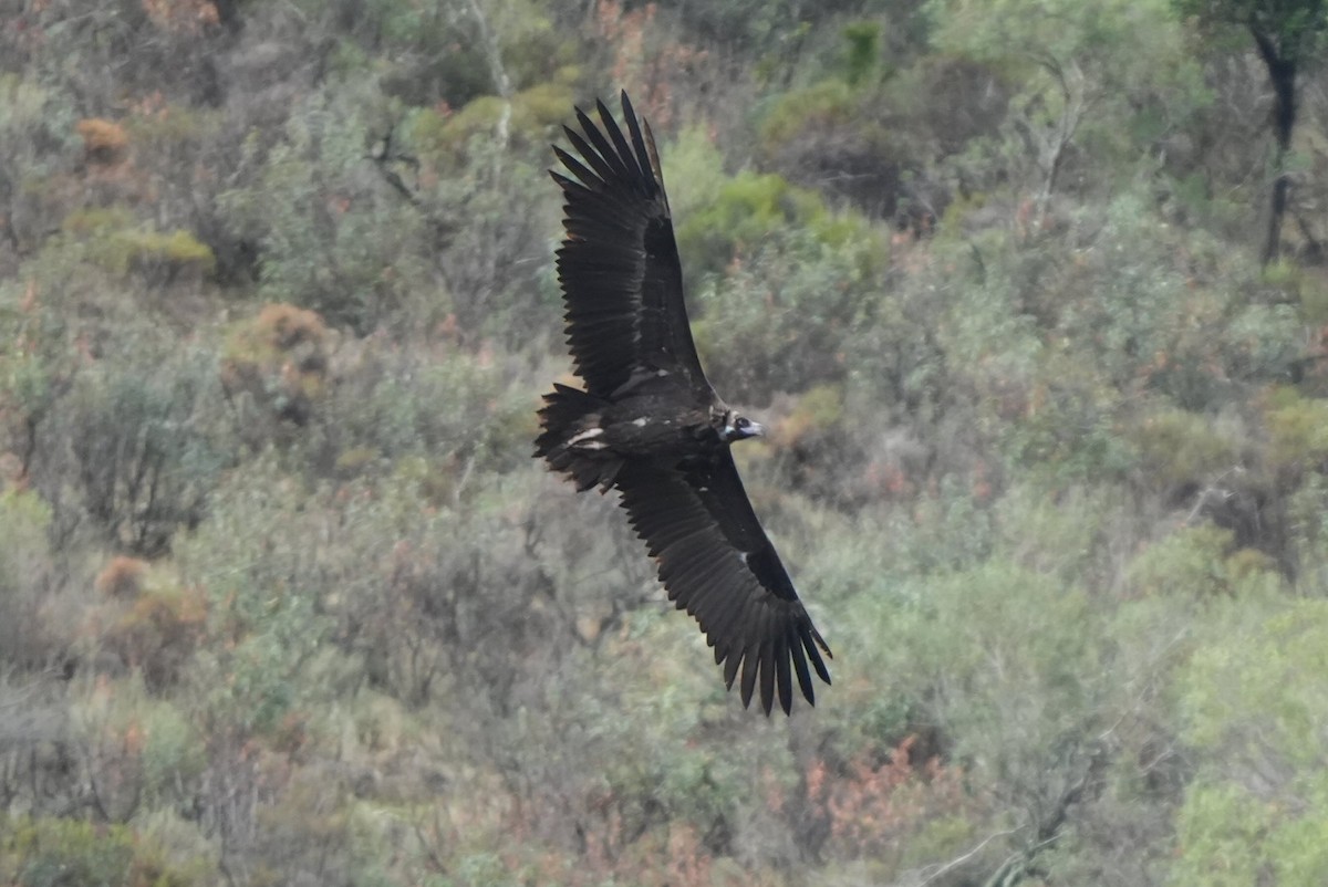 Sai beltza - ML645672381