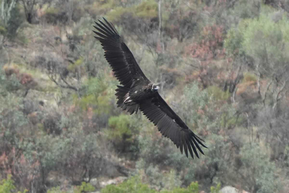 Sai beltza - ML645672382