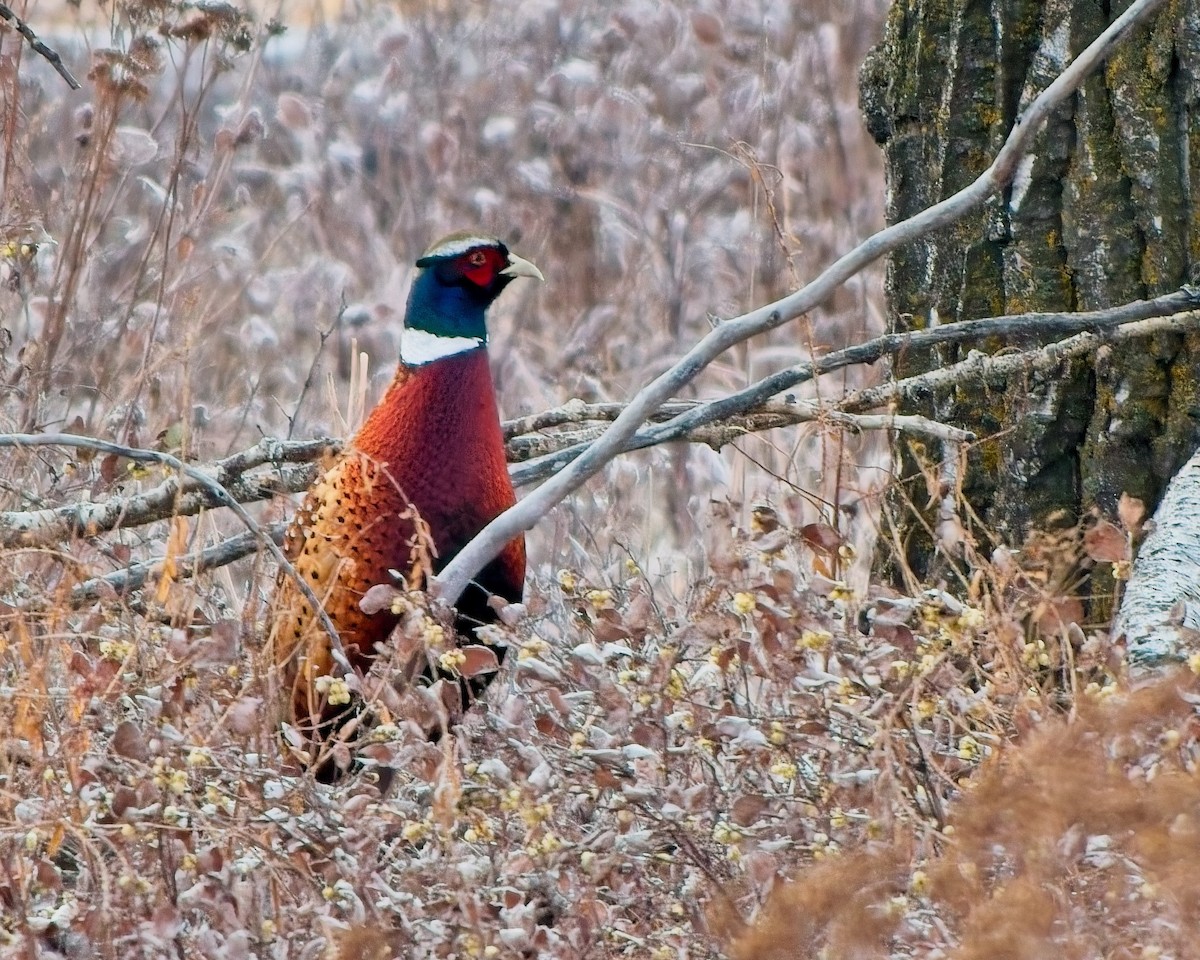 bažant obecný - ML645672385