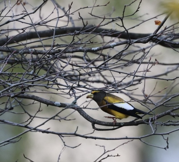 キビタイシメ - ML645672386