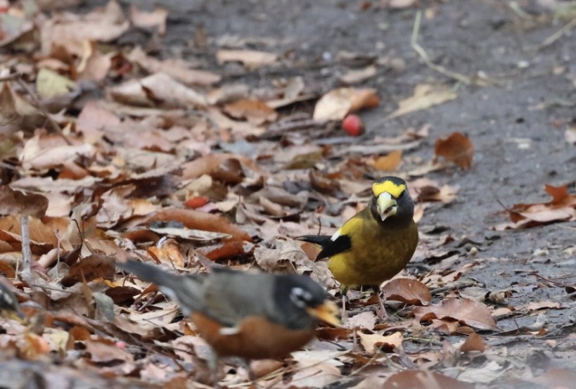 キビタイシメ - ML645672387