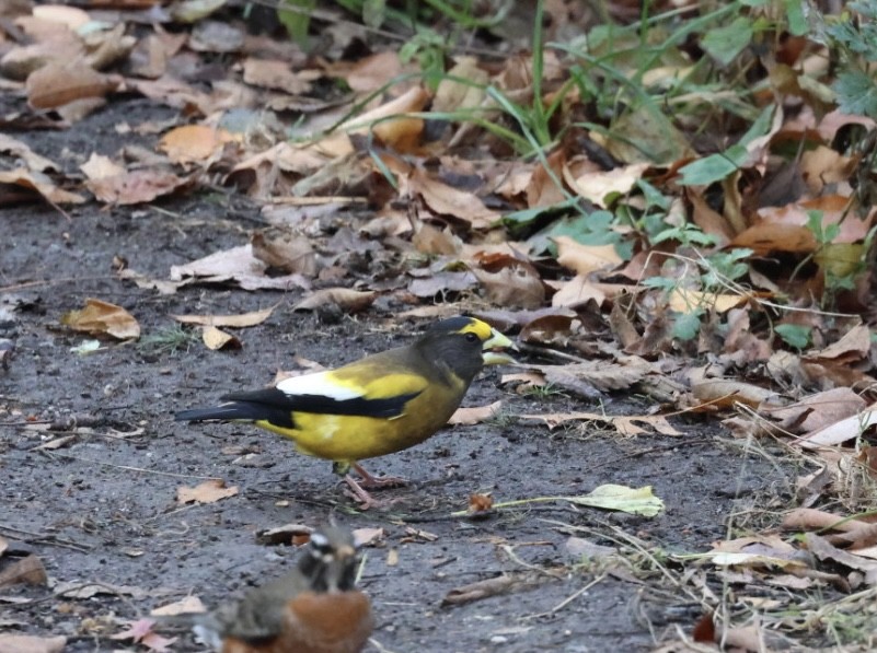 キビタイシメ - ML645672388