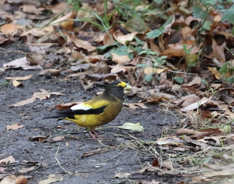 キビタイシメ - ML645672389