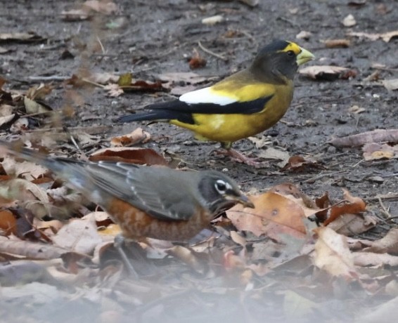 キビタイシメ - ML645672390