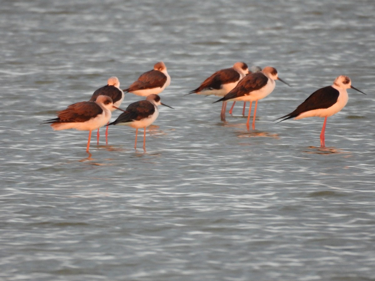 Zankaluze eurasiarra - ML645672392