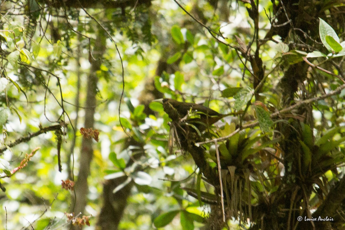 Dusky-green Oropendola - ML645672394